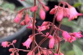 Attēlu rezultāti vaicājumam “Saxifragaceae”