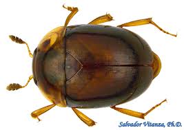 Attēlu rezultāti vaicājumam “Nitidulidae”