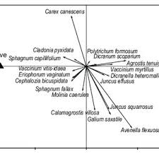Attēlu rezultāti vaicājumam “Dicranella cerviculata”