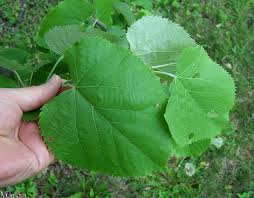 Attēlu rezultāti vaicājumam “Tilia tomentosa leaf”