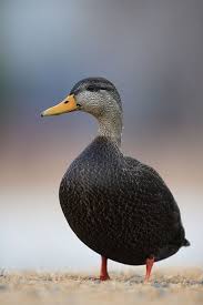 Image result for Anas rubripes