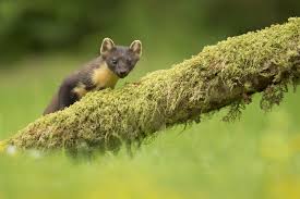 Attēlu rezultāti vaicājumam “Martes martes”