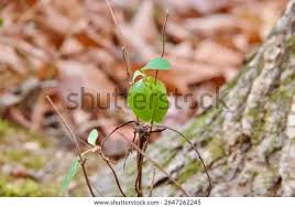 Attēlu rezultāti vaicājumam “Veronica officinalis leaf”
