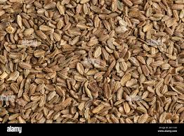 Attēlu rezultāti vaicājumam “Daucus sativus”