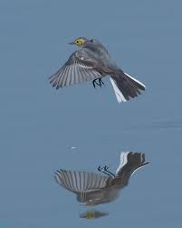 Attēlu rezultāti vaicājumam “Motacilla citreola male”