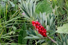Attēlu rezultāti vaicājumam “Daphne mezereum leaf”