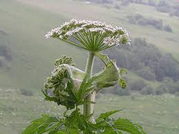 Attēlu rezultāti vaicājumam “Heracleum sosnowskyi leaf”