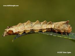 Attēlu rezultāti vaicājumam “Thyatira batis larva”