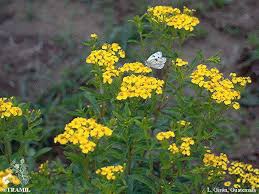 Attēlu rezultāti vaicājumam “Tagetes”