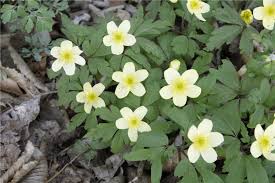 Attēlu rezultāti vaicājumam “Anemone x lipsiensis”