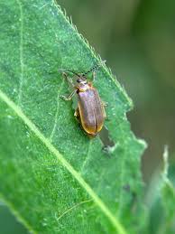 Attēlu rezultāti vaicājumam “Galerucella nymphaeae”