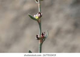 Attēlu rezultāti vaicājumam “Polygonum aviculare flower”