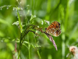 Attēlu rezultāti vaicājumam “Melitaea diamina underside”