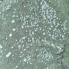 Attēlu rezultāti vaicājumam “Pertusaria amara”