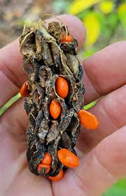 Attēlu rezultāti vaicājumam “Magnolia acuminata fruit”