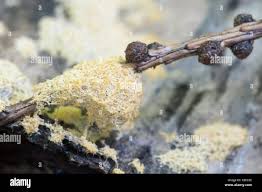 Attēlu rezultāti vaicājumam “Ceratiomyxa fruticulosa spores”