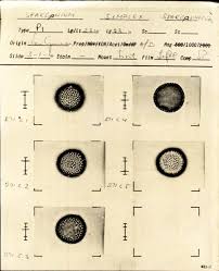 Attēlu rezultāti vaicājumam “Sparganiaceae”