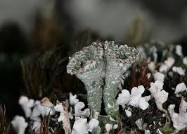Attēlu rezultāti vaicājumam “Cladonia pyxidata”