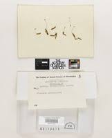 Attēlu rezultāti vaicājumam “Fissidens adianthoides sporophyte”