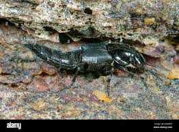 Attēlu rezultāti vaicājumam “Quedius dilatatus”