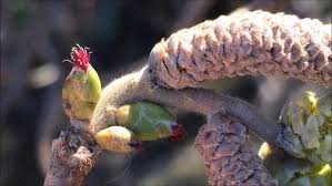 Attēlu rezultāti vaicājumam “Corylus avellana female flower”