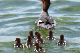 Attēlu rezultāti vaicājumam “Mergus merganser female”