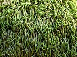 Attēlu rezultāti vaicājumam “Pterigynandrum filiforme”