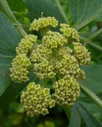 Attēlu rezultāti vaicājumam “Levisticum officinale flower”