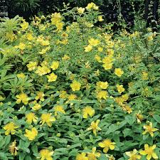 Image result for Johanniskraut