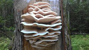 Attēlu rezultāti vaicājumam “Climacocystis borealis”