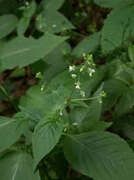 Attēlu rezultāti vaicājumam “Circaea lutetiana leaf”