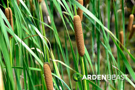 Attēlu rezultāti vaicājumam “Typha latifolia fruit”