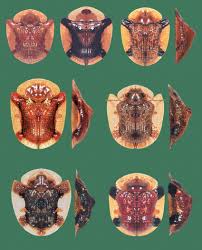 Attēlu rezultāti vaicājumam “Cassida”