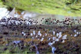 Attēlu rezultāti vaicājumam “Comatricha sp.”