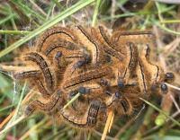 Attēlu rezultāti vaicājumam “Malacosoma castrensis male”