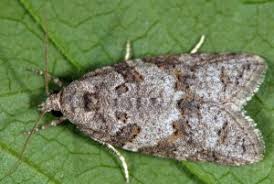 Attēlu rezultāti vaicājumam “Eana incanana”