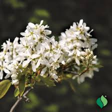 Attēlu rezultāti vaicājumam “Amelanchier canadensis”
