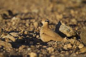 Image result for Cursorius cursor