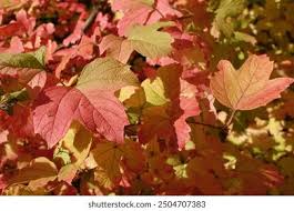 Attēlu rezultāti vaicājumam “Viburnum opulus leaf”