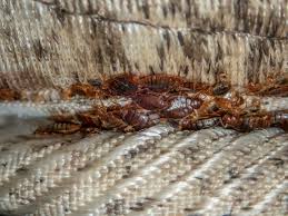 Image result for bed bugs