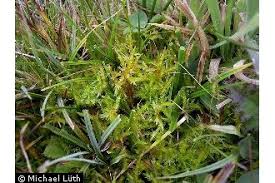 Attēlu rezultāti vaicājumam “Calliergonella cuspidata”