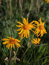 Attēlu rezultāti vaicājumam “Arnica montana”