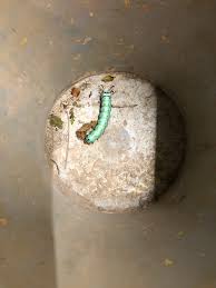 Attēlu rezultāti vaicājumam “Hadula trifolii larva”