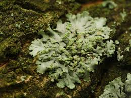 Attēlu rezultāti vaicājumam “Phaeophyscia orbicularis”