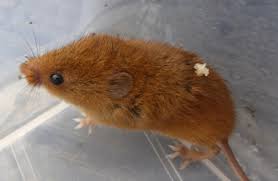 Attēlu rezultāti vaicājumam “Muridae”