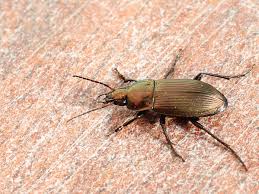 Attēlu rezultāti vaicājumam “Poecilus versicolor”