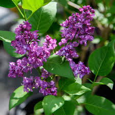 Attēlu rezultāti vaicājumam “Syringa vulgaris”