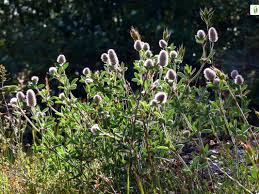 Attēlu rezultāti vaicājumam “Trifolium arvense fruit”