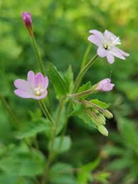 Attēlu rezultāti vaicājumam “Epilobium montanum flower”