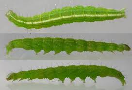 Attēlu rezultāti vaicājumam “Ypsolopha scabrella”